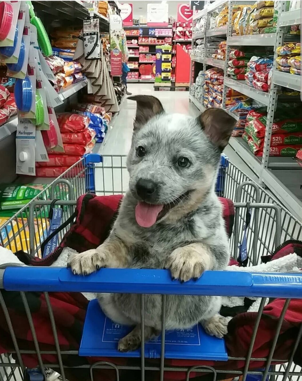 Odin